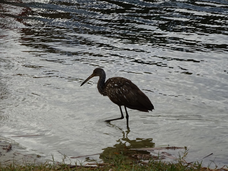 Limpkin  wading