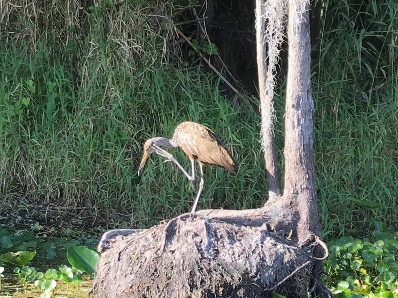 Limpkin
