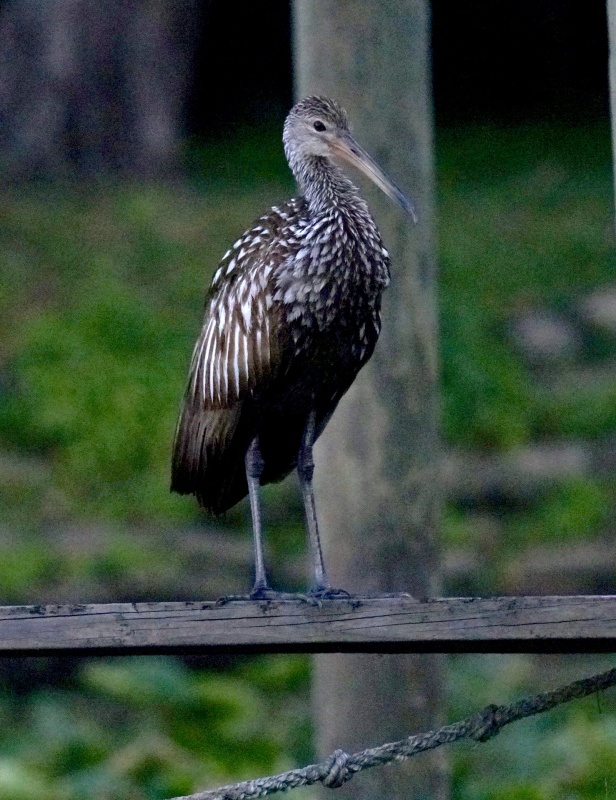 Limpkin