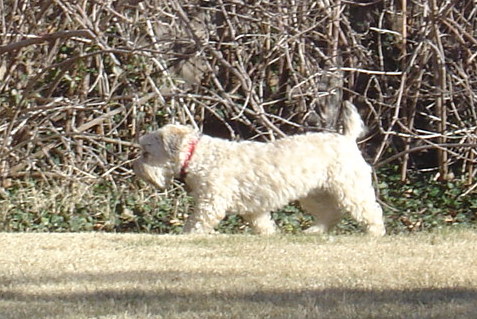 Lindy, pacing the yard, waiting for spring and boating weather