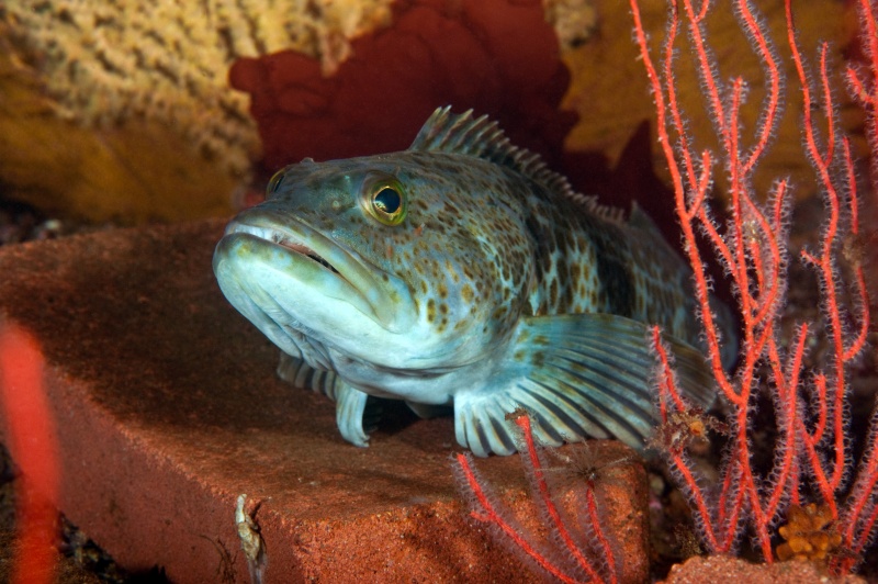 Lingcod, Ophiodon elongatus