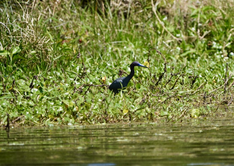 Little Blue Heron