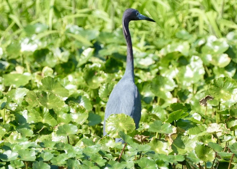 Little or least blue heron.