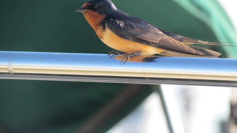 local bird lives under dock