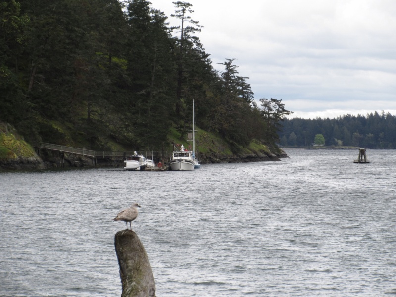 Looking back at the Reid Harbor dock from the beach
