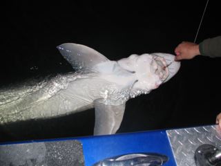 Looks like he/she may have been hooked before. This was our biggest fish of the day. It measured 6'6".