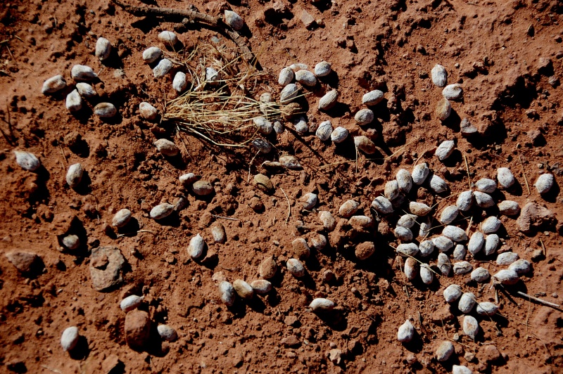 Looks like petrified deer droppings.