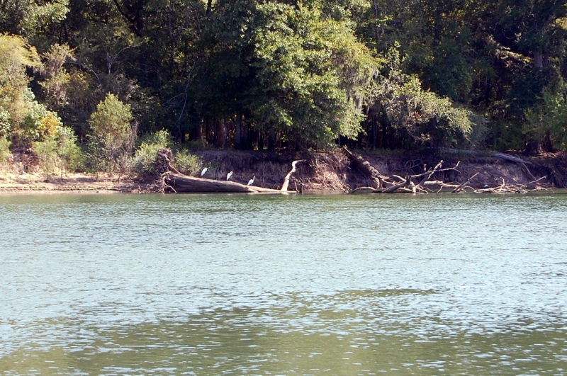 Lots of birds, wild ducks and deer.
