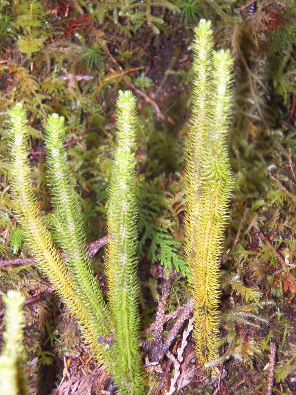 Lots of interesting mosses.
