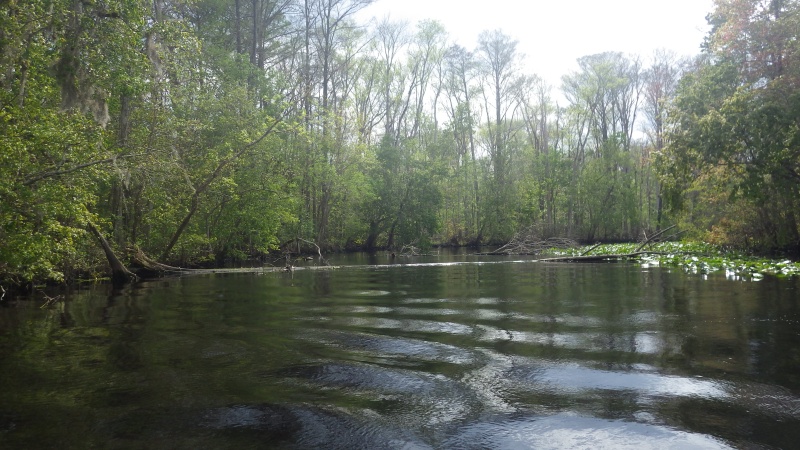 Lots of obstructions on the Oklawaha this year