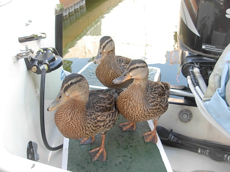 Lots of water fowl, especially ducks and some were quite insistent that we feed them.  We had only been tied up a few minutes when these fellows came for a hand out and were quite indignant when we sent them away.