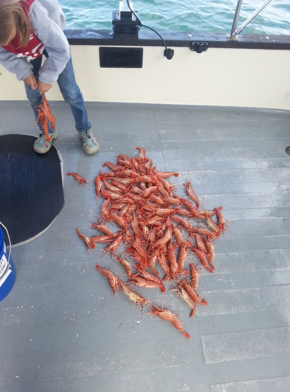 MA6 shrimp!