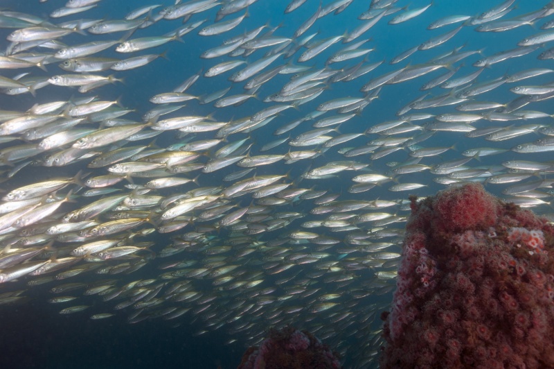 Mackerel