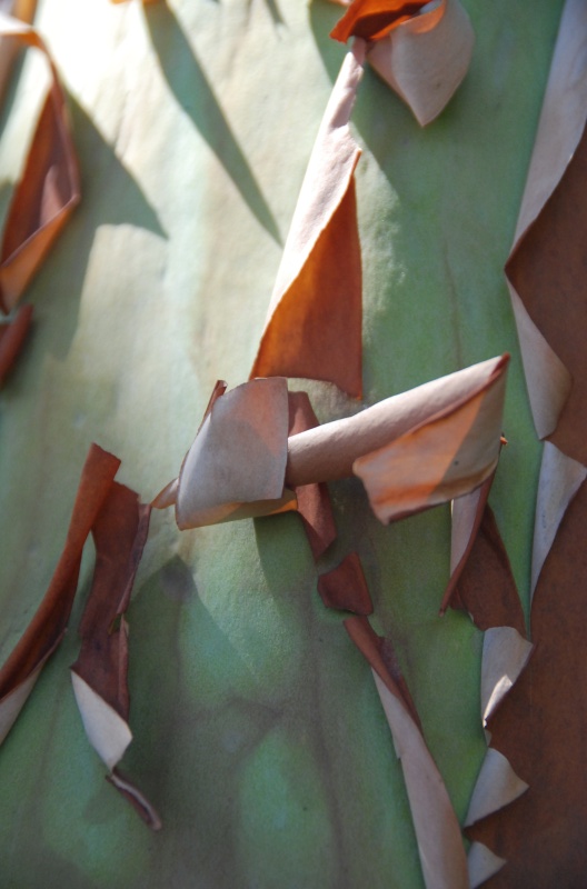 Madrona bark