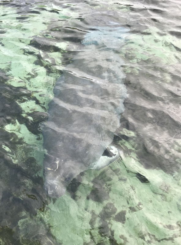 Manatee in Silver Glen Springs