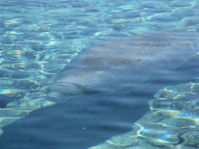 Manatee @ Silver Glen Springs...Water temp 72 degrees at spring...58 degrees on the lake