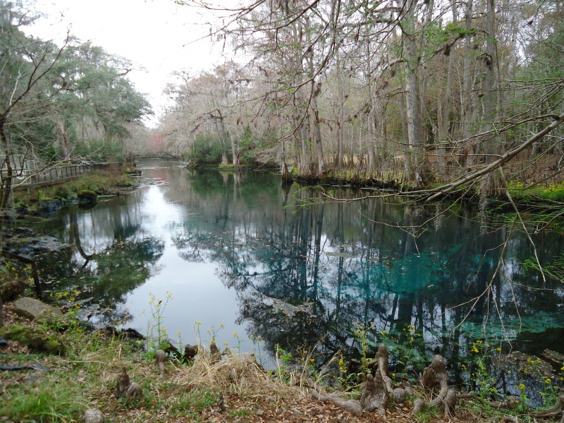 Manatee Springs