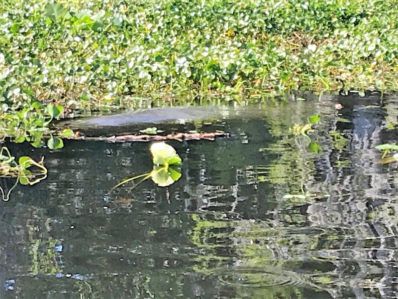 Manatees in Butchers Bend