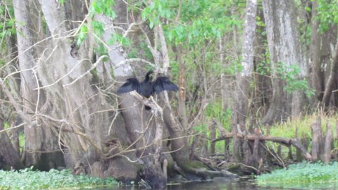 many birds everywhere along the Hontoon river
