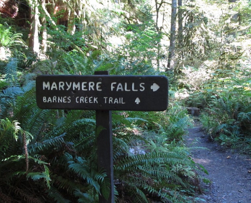 Marymere Falls trail is accessed at Storm King ranger station.  Easy ~1-1/2 mile round trip except for some steeper steps right at the falls.