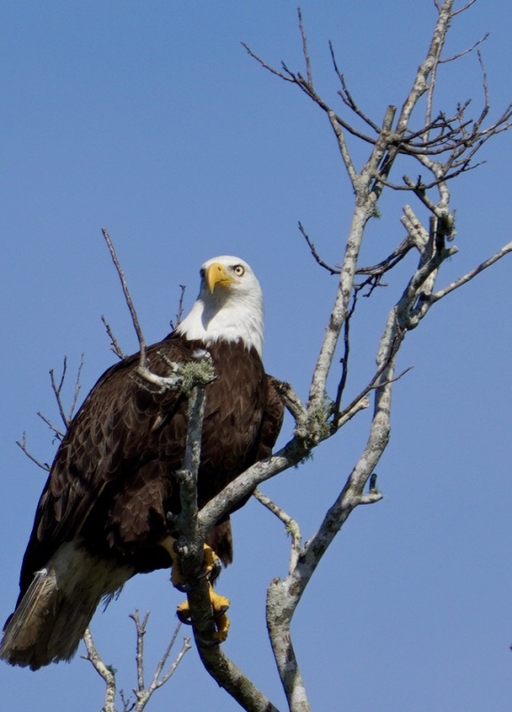 Mature Bald Eagle