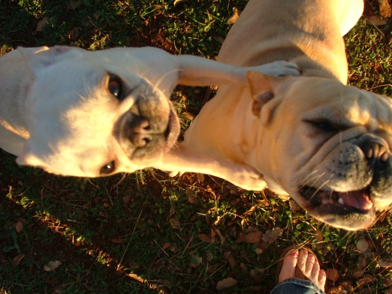 Meet our Frenchies, Frankie & Bella.