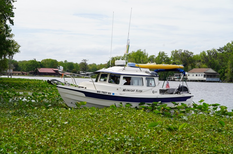 Midnight flyer weed anchoring