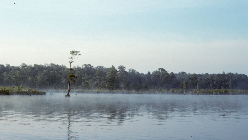 Mist on the Creek-3.

Scanned slide taken in July 1989