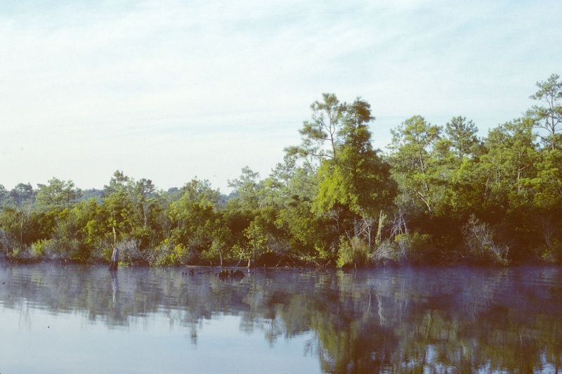 Mist on the Creek-6.

Scanned slide taken in July 1989