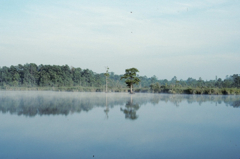 Mist on the West Neck Creek-4