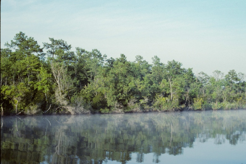Mist on the West Neck Creek-5
