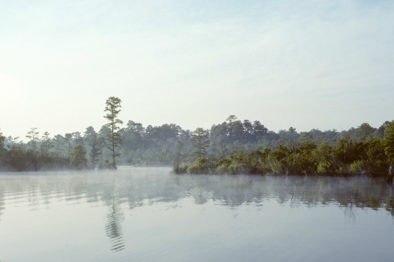 Mist on the West Neck Creek-7