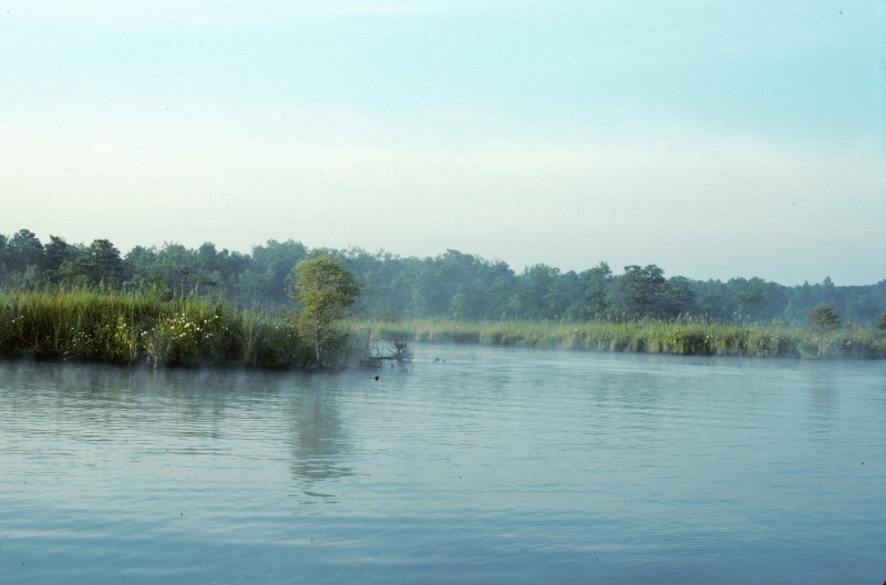 Mist on the West Neck Creek
