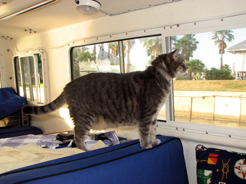 Molly on lookout