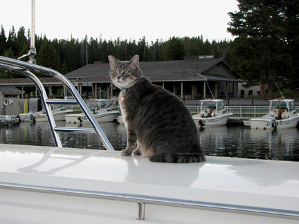 Molly on top of the boat, checking out the action