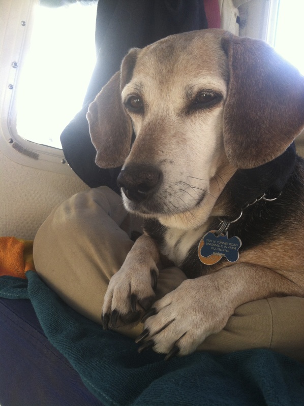 Monty, our scout