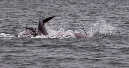 More dolphins