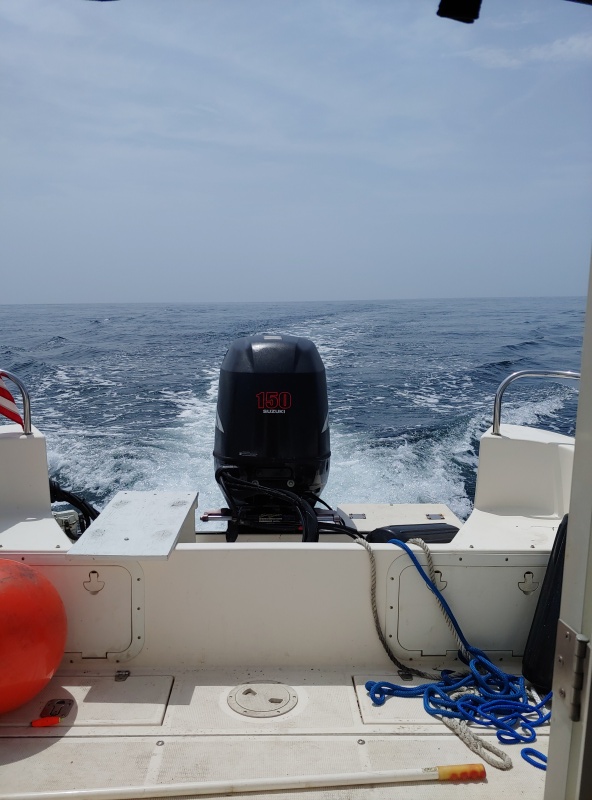 More Mexican Gulf