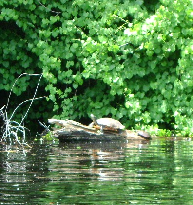 More residents of swamp