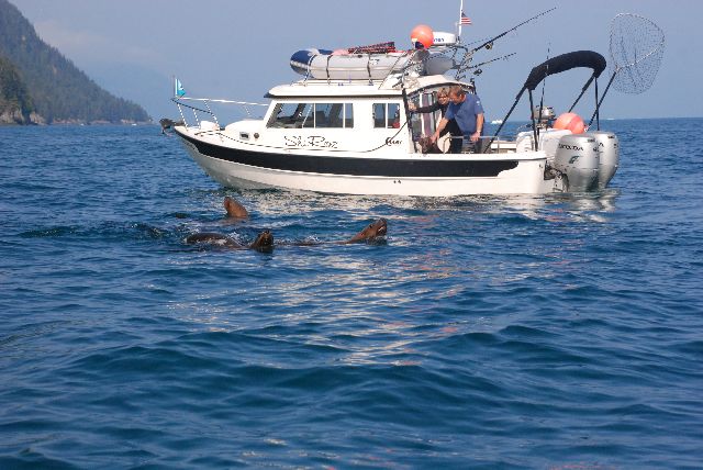 More Sea Lions