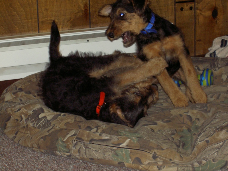 More wild puppies!