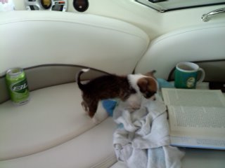 mr.radar, reading his favorite nautical novel, rules of the road!
