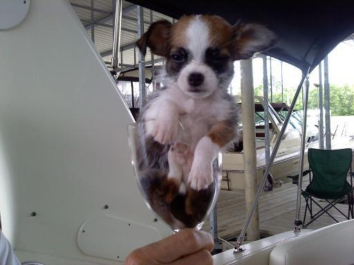 mr. radar, second-mate and newest family member, one bad tea cup chihuahua, resting in a wine glass!
6/17/2011 6 weeks old and very frisky!
