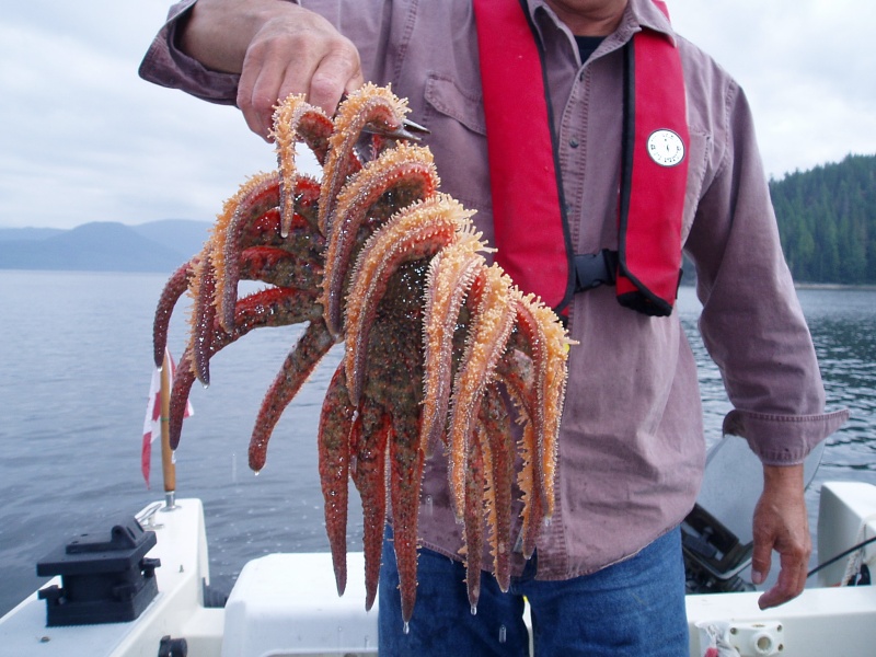 Multi-Legged Prawn Eater.