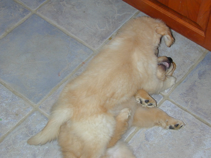 Murphy getting the best of his littermate, NASA, one last time before heading to Greenville.
