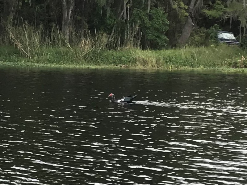 Muscovy duck