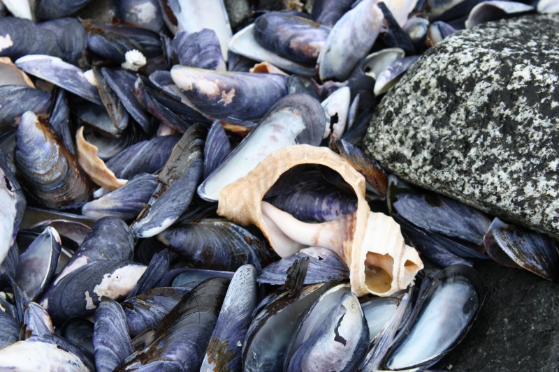 MUSSELS.jpg