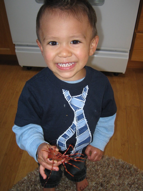 My grandson, Kaimani w/ a shrimp.  He's a real boy and has no compunction about holding any "bugs".