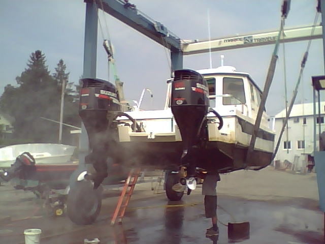 Napoleon in sling for mid-season washdown August 2009