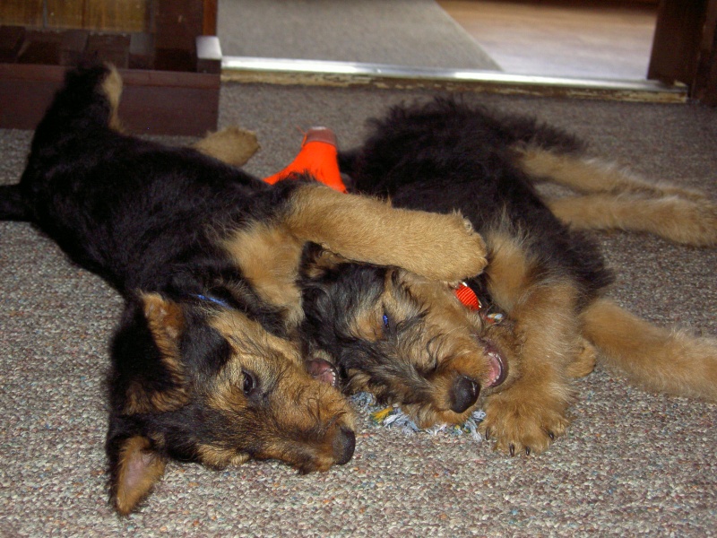 Naptime at the cabin.  Boomer and Bramble.